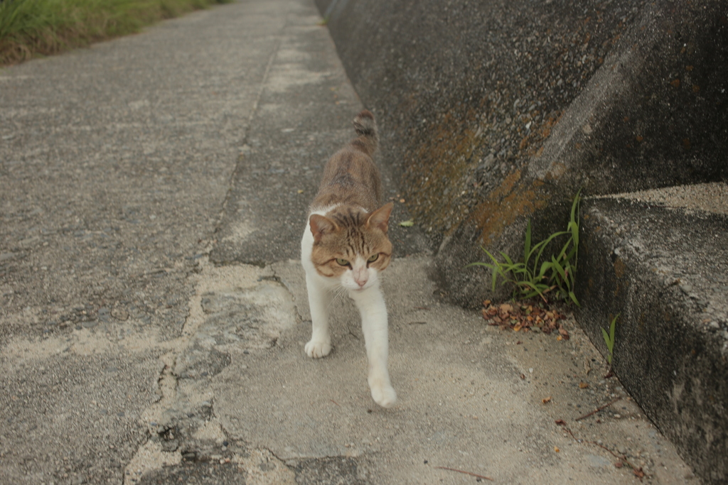 トム君は今日も元気