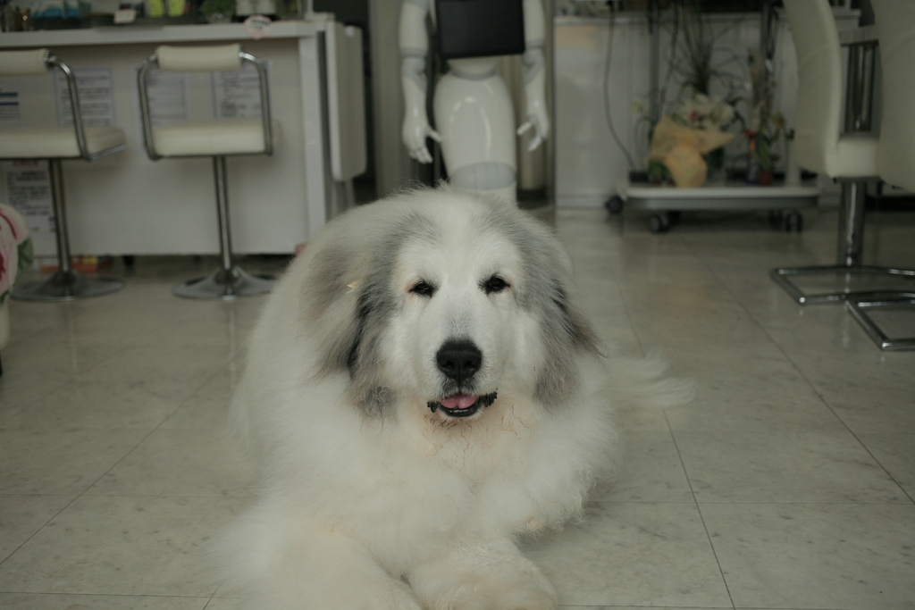 狂犬病の注射してきて門番してるココさん