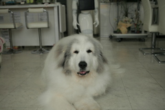 狂犬病の注射してきて門番してるココさん