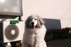 番犬してるココさん