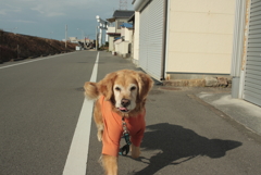 4日間の山口出張から帰ってきたみゅうちゃん