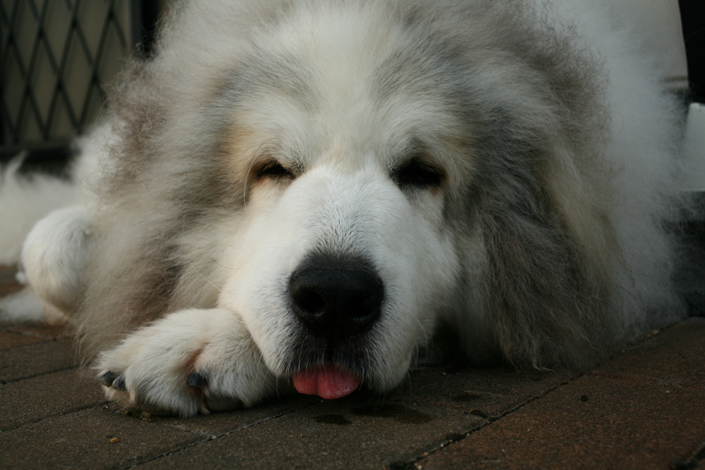 朝も元気なココさん