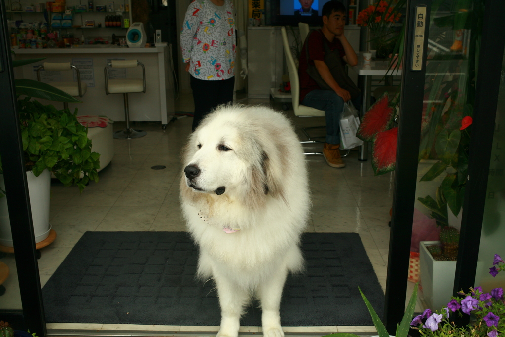 お昼もお店番してるココさん