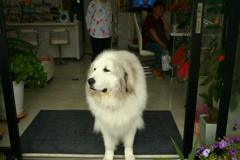 お昼もお店番してるココさん