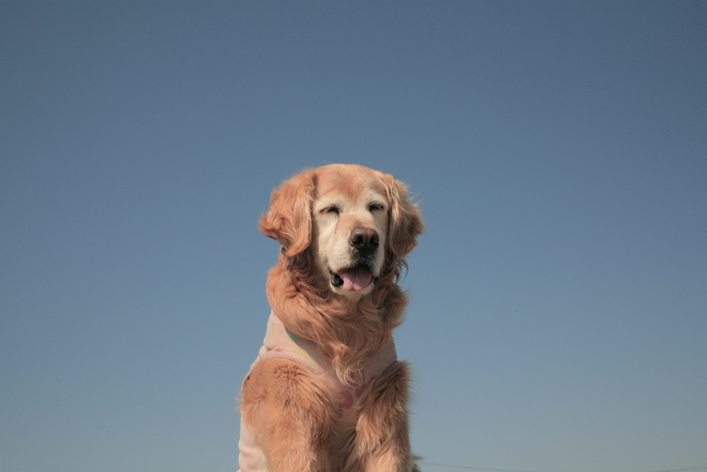 みゅうちゃんとブルースカイ