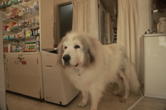 お店番してるココさん