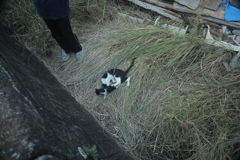 子猫とお父さん