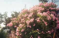 Kodac ColorPlus200にて