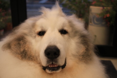 ココさんが裏から出てきてくれた