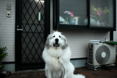 お薬飲み終えてほげ～っとしてるココちゃん