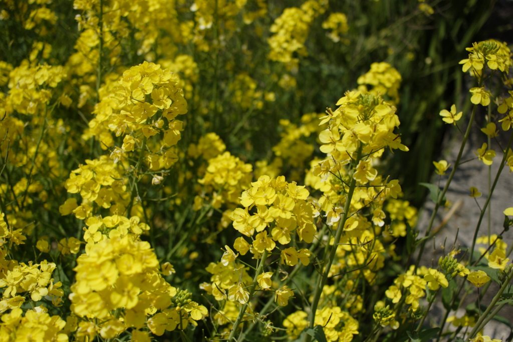 20Dで撮って出しで古臭い色味