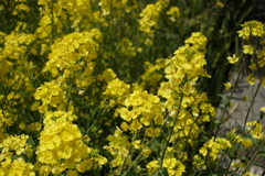 20Dで撮って出しで古臭い色味