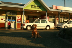 みゅうちゃんと駅まで散歩