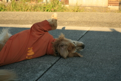 エロエロしてるみゅうちゃん