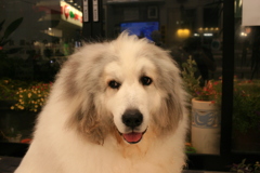 袋のカサカサでだまされて出てきたココさん