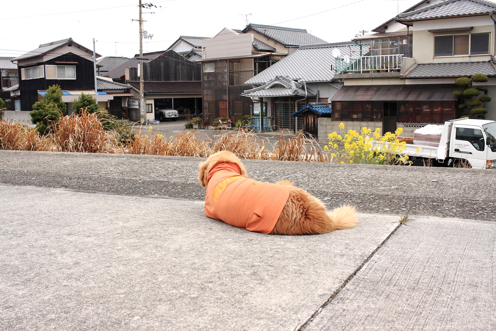 みゅうちゃん＠北条水軍ユースホステル