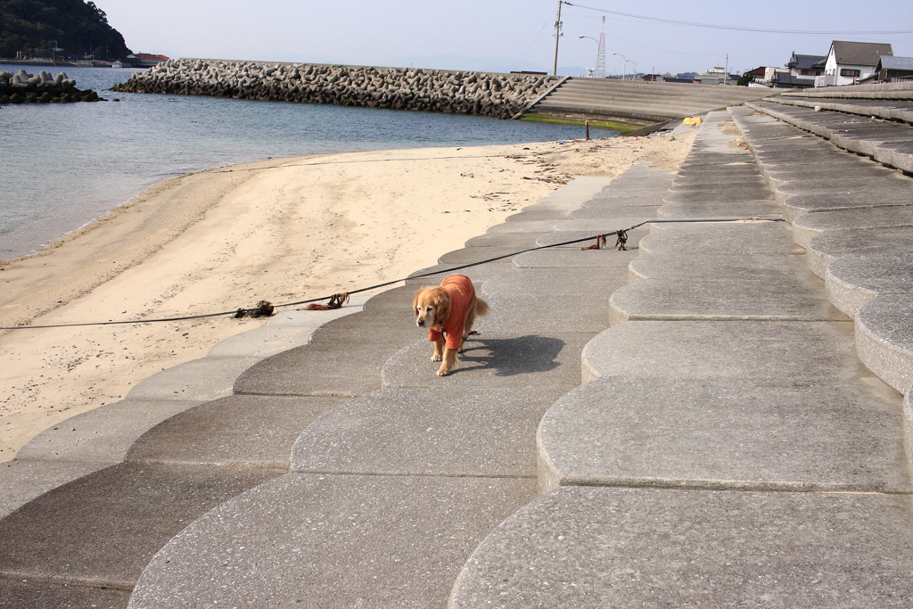 みゅうちゃんがいやいやついてくる　