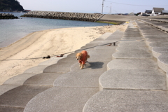 みゅうちゃんがいやいやついてくる　