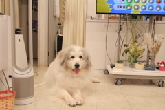 今日もお客さんを待ってるココさん