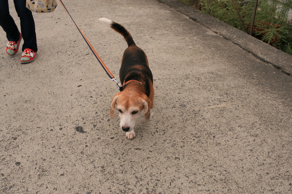 散歩してるハチ君