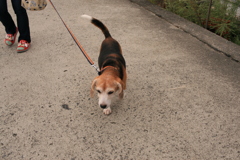 散歩してるハチ君