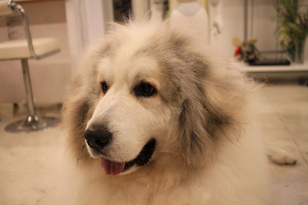 今日もかわいいココさん