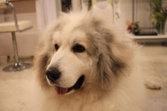 今日もかわいいココさん