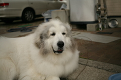 今日も真っ白なココさん