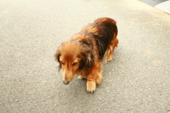 9月になったのにいいことなんてありゃしないさ