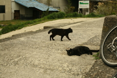 黒猫が横切る　!(^^)!