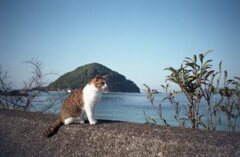 今朝、TripXB3、FujifilmC200にて