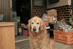 お引越し大変なみゅうちゃん