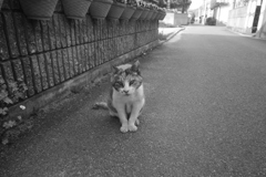ミケさん