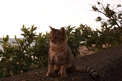 子猫　名前はまだない