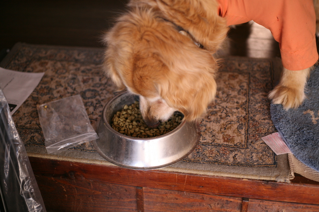 ご飯を食べてるみゅうちゃん