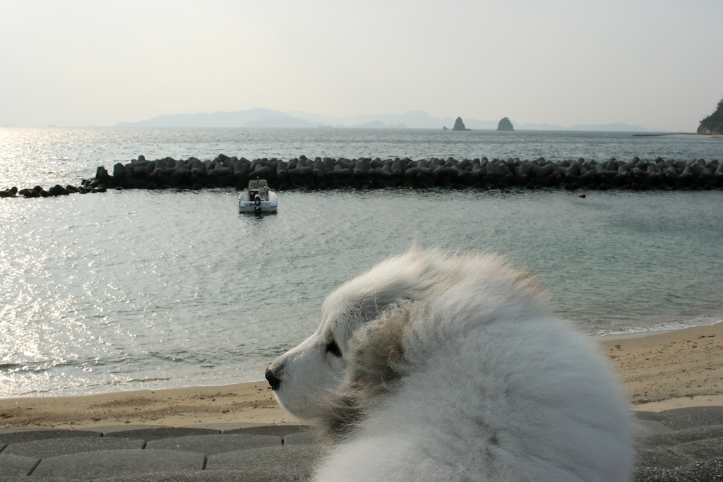 ココちゃんを散歩に連れ出す