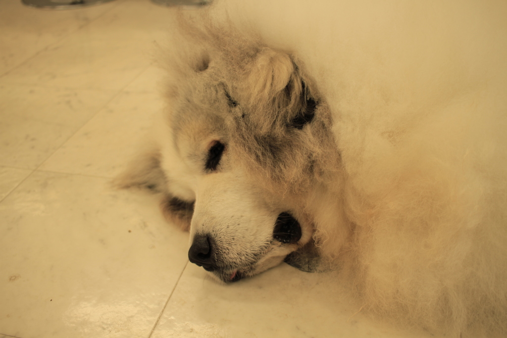 今日もお店番してるココさん