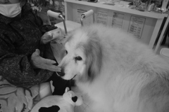 お店番してるココさん