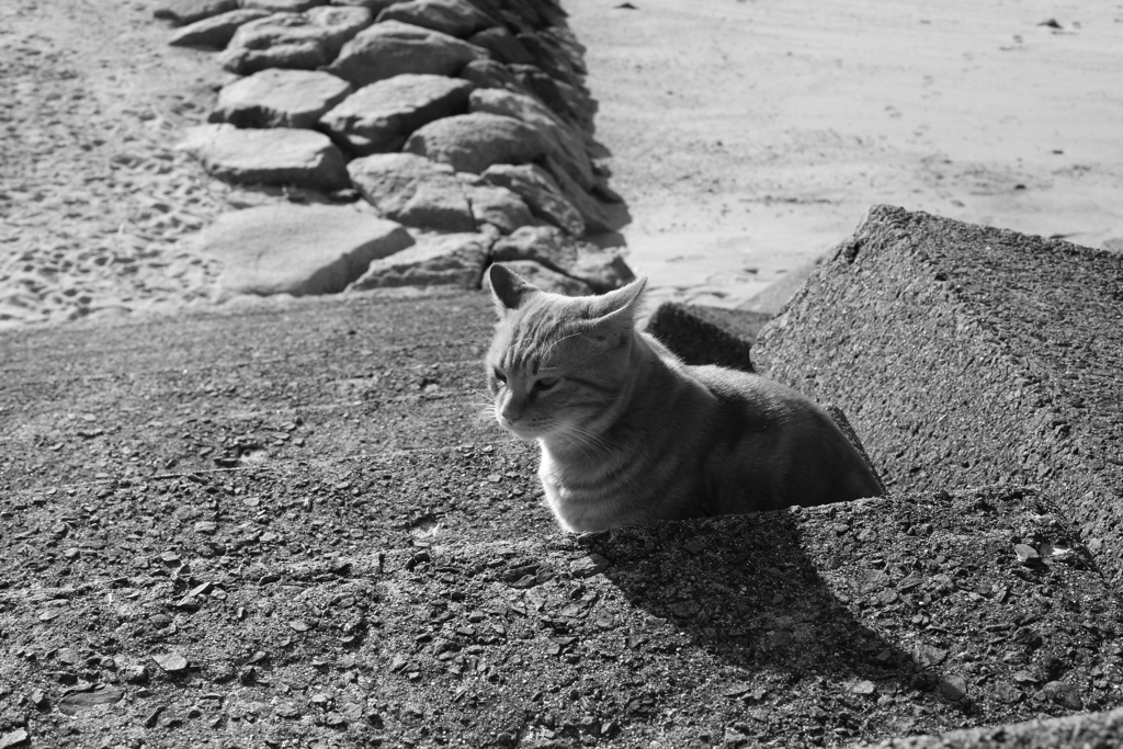 レンズの違いもあるんだろうけど、フルサイズって写りますな　!(^^)!