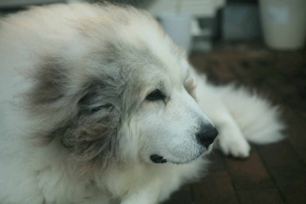 日曜もココさんは元気