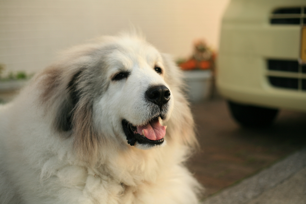 笑顔のココさん