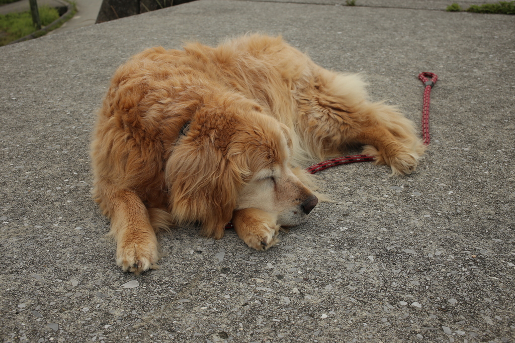 みゅうちゃんと昼散歩
