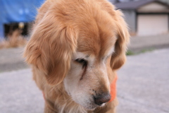 シリカゲルを誤飲しちゃって心配なみゅうちゃん