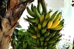 ココちゃんとこのバナナ