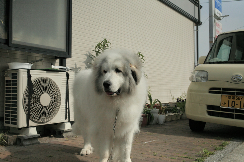 暑い中番犬するココさん