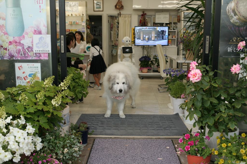 お店番してるココさん