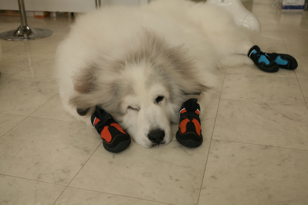 靴はいてるココさん