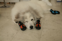 靴はいてるココさん