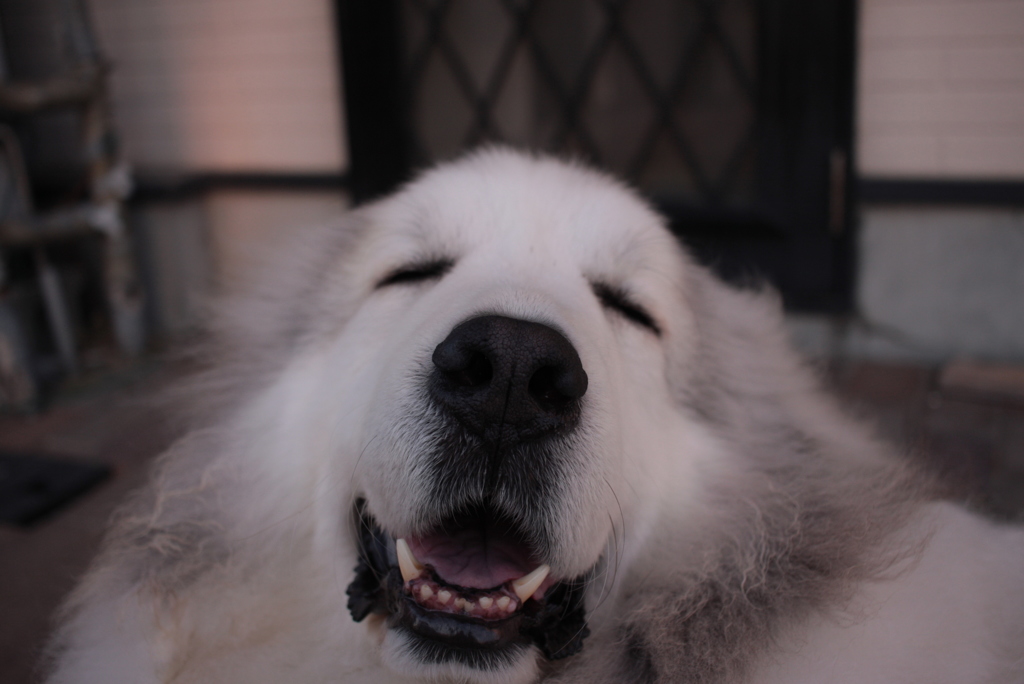 笑顔のココちゃん