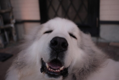 笑顔のココちゃん